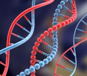 Thầy giáo đi bảo tồn gen